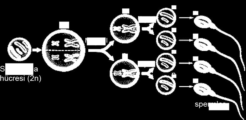 Oğuzhan :Homolog kromozomlar arasında parça değişimi gerçekleşir. Ömer Selen Ayla :Homolog kromozomlar birbirinden ayrılır. :Sitoplazma bölünmesi gerçekleşir. :n kromozomlu üreme hücreleri oluşur.