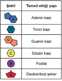 DNA ve GENETİK KOD-1 1 KAZANIM KAVRAMA TESTİ8. SINIF FEN BİLİMLERİ 1. Aşağıda bir nükleotiti oluşturan yapılar ve bu yapılara ait şekiller gösterilmiştir. 3.