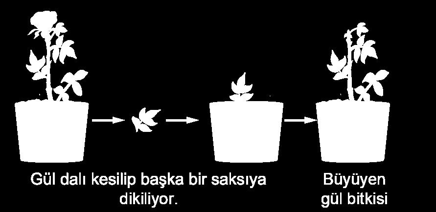 A) Yalnız I. B) I ve II. 3. Barış öğretmen Fen bilimleri dersinde öğrencilerinden mitoz bölünmeyle gerçekleşen olaylara örnekler vermelerini istemiş ve öğrencilerde aşağıdaki gibi örnekleri vermiştir.