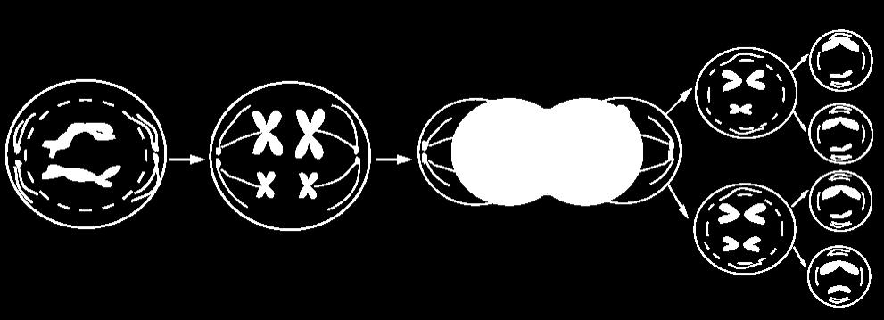 X hücresi mayoz bölünme geçirmiştir. III. Bu olay sadece hayvan hücrelerinde görülür. A) Yalnız I. B) Yalnız II. C) I ve III. D) II ve III. I. Bir menekşe hücresi olabilir.