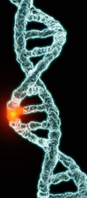 MUTASYON DNA zincirinde yapısal bozulma MUTASYON DNA Mutasyona uğramış DNA Toplumun %1 inden daha az!