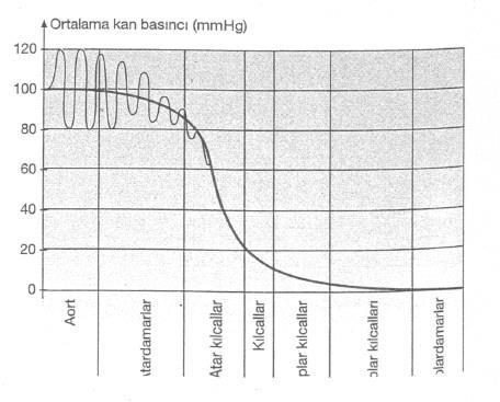 DAMARLARDAKİ KAN BASINCI *Kalpten uzaklaştıkça kan basıncı düşer.