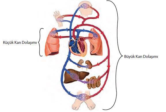 KAN DOLAŞIMI KÜÇÜK DOLAŞIM( Akciğer Dolaşımı) *Kalp ile akciğer arasındaki dolaşımdır. *Amaç kirli kanın temizlenmesidir. *Kalbin sağ karıncığından başlar, sol kulakçığında sona erer.