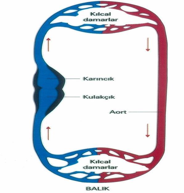 *Vücutta kirlenen kan, kalbin kulakçığına gelir ve karıncıktan çıkan bir damarla temizlenmek üzere solungaçlara gider.