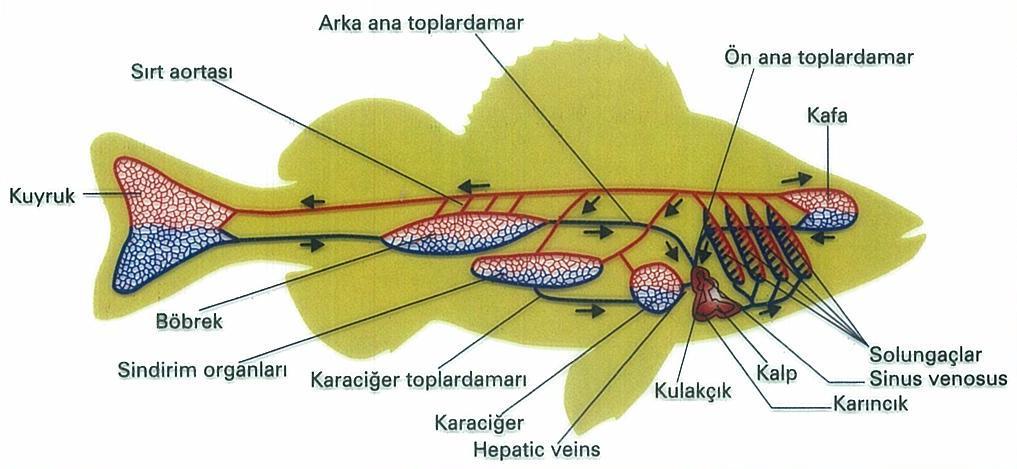 KURBAĞALAR Akciğer atardamarı Ana toplardamar Aort Akciğer toplardamarı *İki kulakçık ve bir karıncıktan oluşan üç gözlü kalp bulunur.