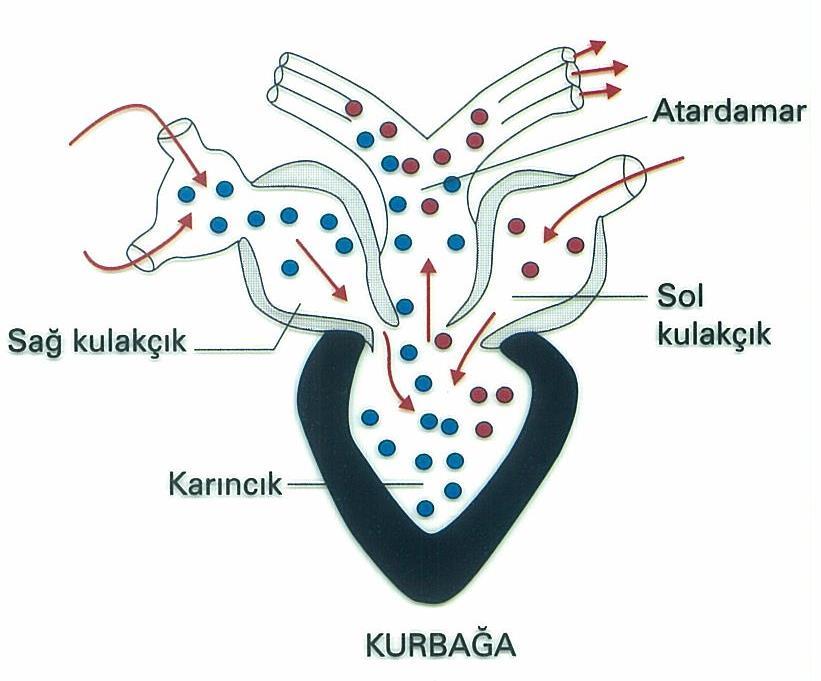 Karıncık tek olduğu için burada kirli ve temiz kan birbirine karışır. Kalpte ve vücutta kirli ve temiz kan karışık dolaşır.