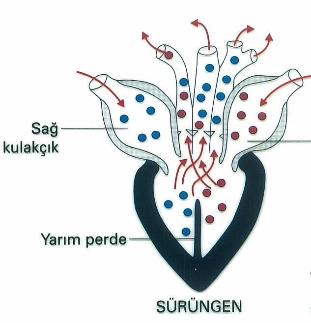 Karıncıkta yarım perde bulunur.