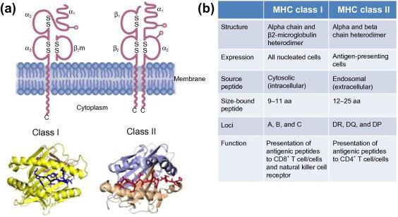 HLA Genel Bilgiler Sınıf I MHC genleri Sınıf II MHC genleri HLA-A,