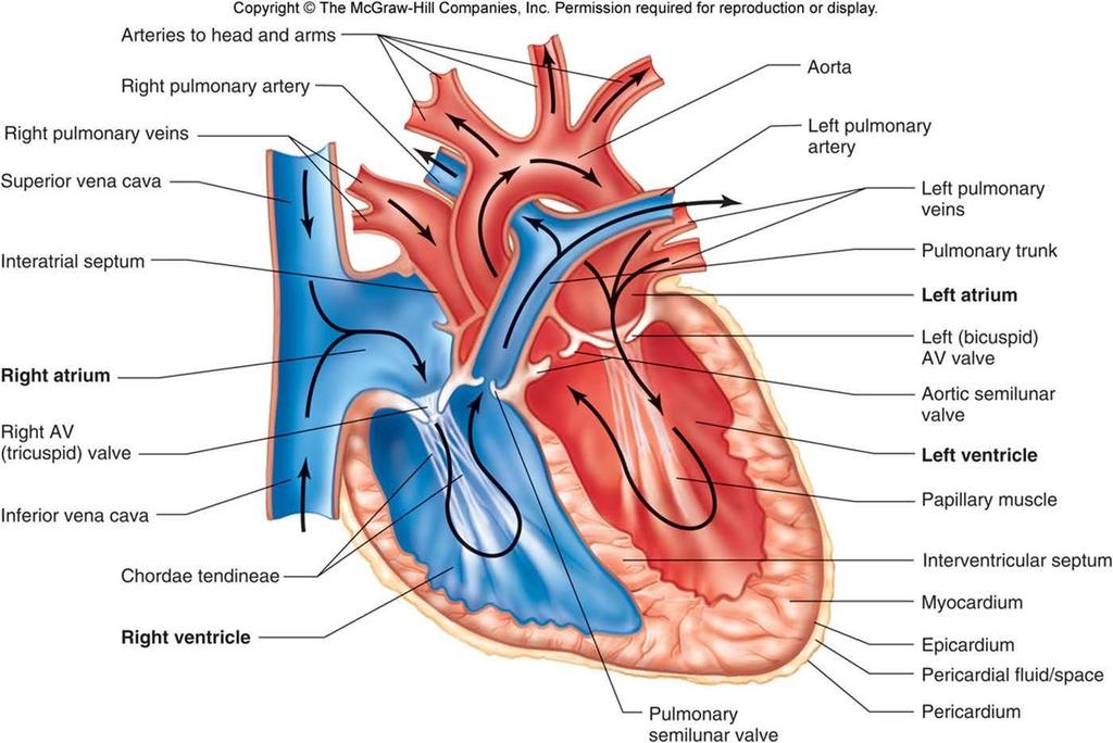 Kalbin Anatomisi Baş ve kollara giden atardamarlar Sağ akciğer atardamarı Aort (Ana atardamar) Sağ akciğer toplardamarları Üst ana toplardamar Sol akciğer atardamarı Sol akciğer toplardamarları Sağ