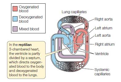Oksijence zengin kan Akciğer kılcalları Oksijence fakir kan Karışık kan Sağ aort Sol