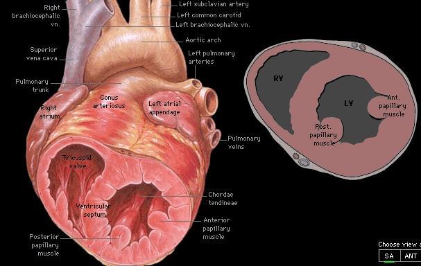 Aortik valvin