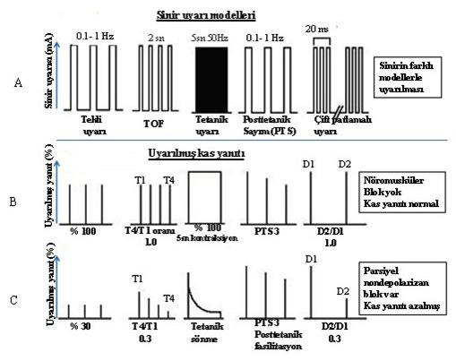 sı 0,1Hz (her 10 sn de bir kere) ile 1Hz (her 1 sn de bir kere) arasındadır (Şekil 1). Klinikte tekli uyarının kullanımı sınırlıdır.