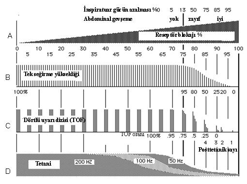 den daha düşük olur ve yanıtlar sırasıyla kaybolur; bu duruma sönme denir. Bloğun düzelmesi sırasında da önce 1. olmak üzere 2. 3 ve 4.