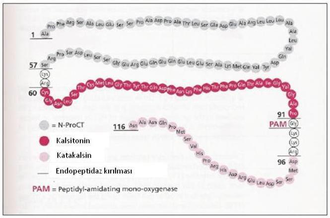2.11. Prokalsitonin Prokalsitonin (PCT) moleküler ağırlığı yaklaşık 13 kda olan, 116 aminoasid içeren bir polipeptiddir (Şekil 2.3) (62).