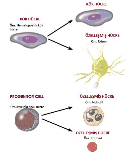 4 Gelişmekte olan organizmada embriyonik kök hücrelerden söz etmek mümkün değildir.