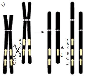 Şekil 4a ve 4b. Genomik yeniden düzenlenme mekanizması. NAHR (homolog olmayan kromozomların homolog bölgeleri arasındaki rekombinasyon, Non-Allelik Homolog Rekombinasyon).