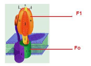 Komplex V ATP Sentaz veya F 0 F 1 -ATPaz 380 kda; 12-14 polipeptid F 1 ; mitokondri membranından izole edildiğinde tek başına ATP