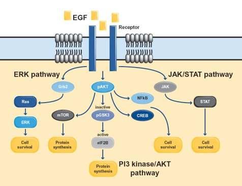 31 fibroblast gibi hem mezodermal hem de ektodermal orijinli hücreler üzerinde proliferatif etkiye sahiptir.