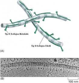 Tip IX ve tip II kollajen moleküllerinin oluşturduğu heterotipik fibril yapısı a) Şematik çizim b) Elektron mikroskop görüntüsü [138] Farklı dokularda farklı