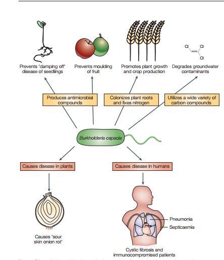 Burkholderia cepacia complex (BCC) İlk olarak soğan patojeni olarak tanınmış İnsanda fırsatçı patojen Aynı zamanda olumlu çevresel etkilere sahiptir.