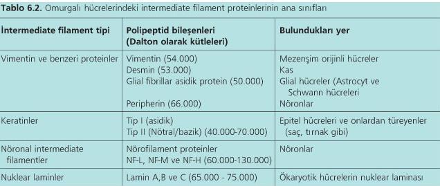 İNTERMEDİATE FİLAMENT TİPLERİ Omurgalı hücrelerinde sitoplazmik intermediate filamentler vimentin ve vimentin benzeri filamentler, keratin filamentler ile