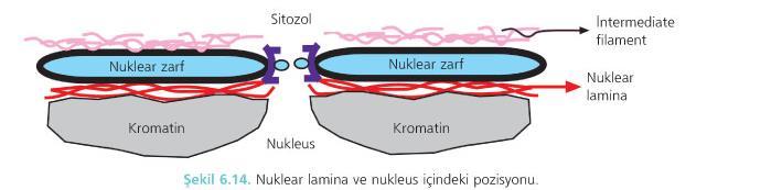 NÜKLEAR LAMİNLER Nüklear lamina, ökaryotik hücrelerde nükleus iç zarının iç yüzünde uzanan intermediate filament ağıdır.