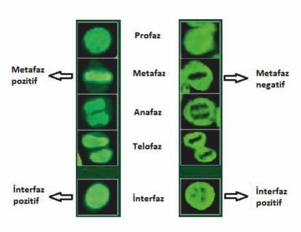 Hücre döngüsü evrelerinde gerçekleşen olaylar şu şekilde özetlenebilir: İnterfaz: Bölünmeye hazırlık evresidir. ATP sentezi hızlanır, organel ve protein miktarı artar, DNA kendisini eşler.