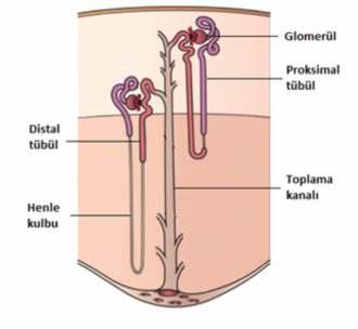 7. OTOİMMÜN KARACİĞER HASTALIKLARI VE TANIDA KULLANILAN OTOANTİKORLAR Şekil 7.2.3.