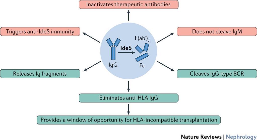 Rekombinan IgG Endopeptidaz (IdeS)
