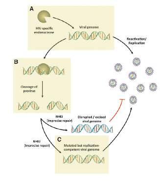 Proviral DNA eliminasyonu Latent hücrelerdeki proviral DNA ya ulaşım sorunu (1/milyon CD4 + T hücre) Jerome Kr, et