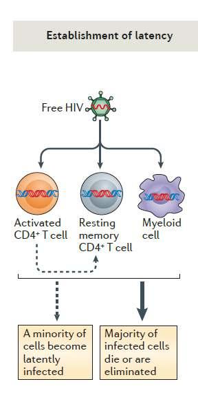 Latent hücre Replikasyon yeteneği olan stabil provirüs taşır Transkripsiyon