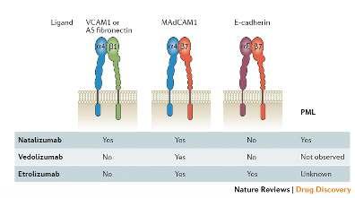 alpha-4 beta-7 integrin immün sistem hücreleri üzerinde yoğun olarak