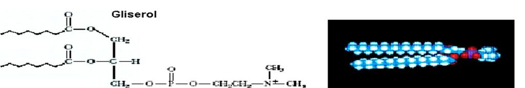 Fosfatidilkolin (Lesitin), membran yapılarında en çok bulunan fosfolipittir.