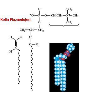 Yaygın plazmalojenler kolin, etanolamin ve serin yan grupları taşıyanlardır