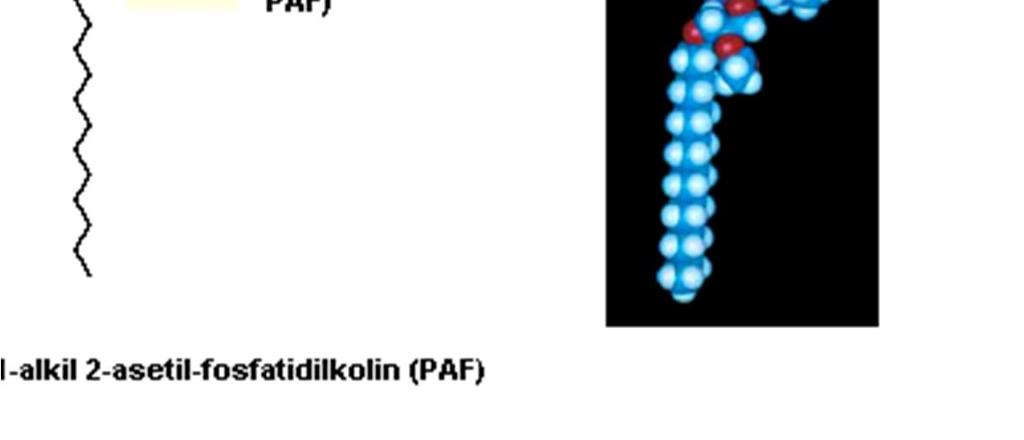 Platelet Aktive Edici Faktör (PAF): Bazofil lökositlerden salgılanır.