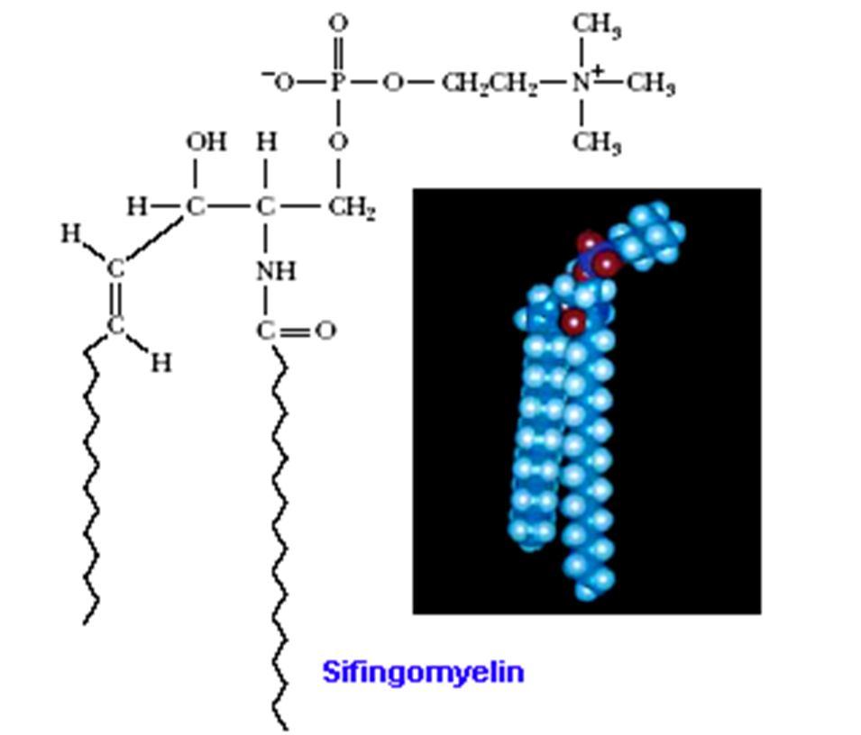Seramid + fosfolipid = Sifingofosfolipid Seramid + şeker = Serebrosit Seramid +