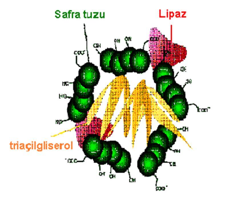 Midede, Lipidler henüz emülsifiye olmadığından, Lingual lipaz sadece lipid su arayüzeyindeki triaçilgliseroleri yavaşça hidroliz eder.