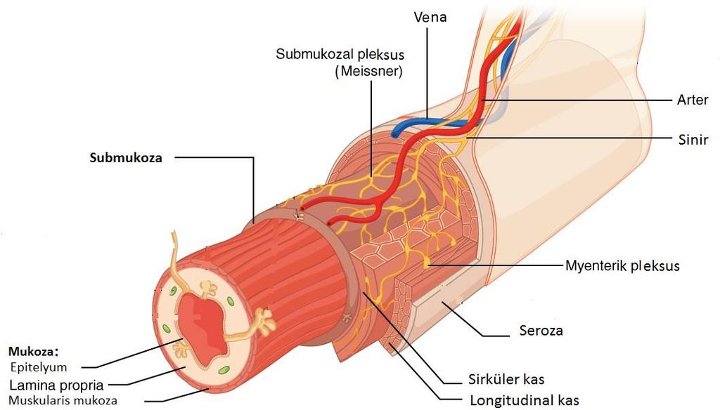 İntramural