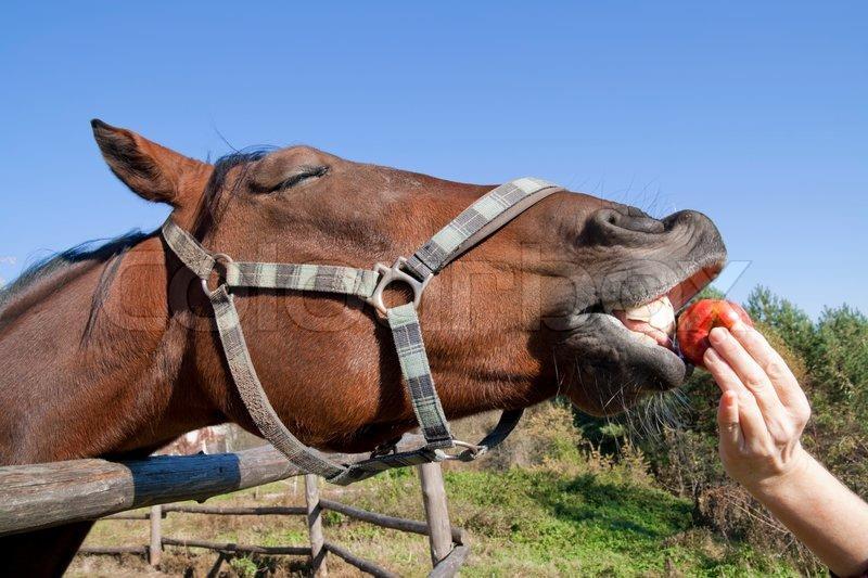 Alınması