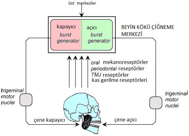 Çiğneme (Mastikasyon) Çiğneme Refleksi N. facialis yanak, dudak N.