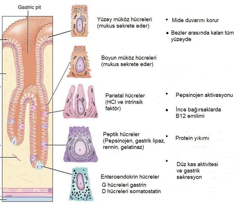 Midedeki Sekretorik Hücreler ve