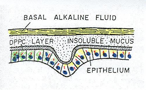 Mukozal bariyeri oluşturan faktörler 1. Çözünmeyen mukus 2. Bazal alkali sıvı Bikarbonat Sodyum Klor 3.