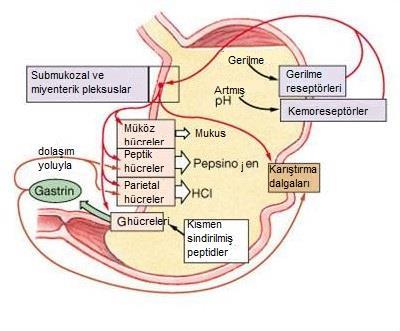 Mide sekresyonunun uyarılmasında gastrik evre 1. Sefalik fazda başlayan sekresyonu artırmak 2.