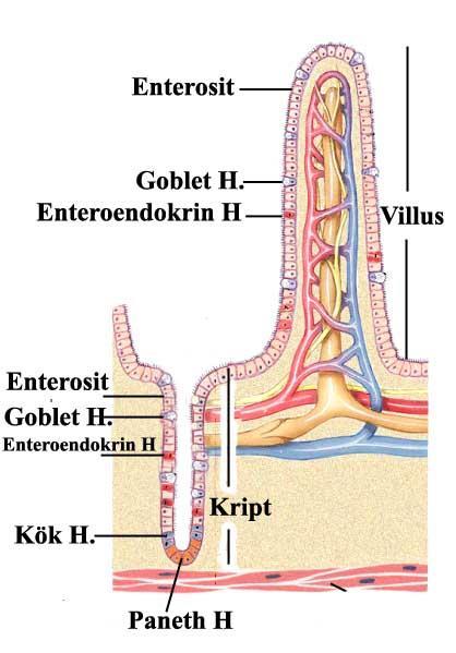 Villus ve Kript in yapısı 1. Enterositler 2.