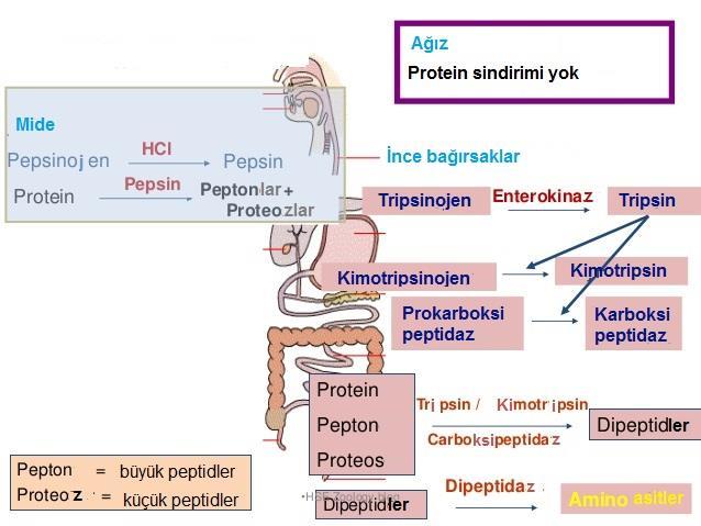 Protein