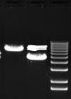 (FLA) Fragment length analysis Ekzon