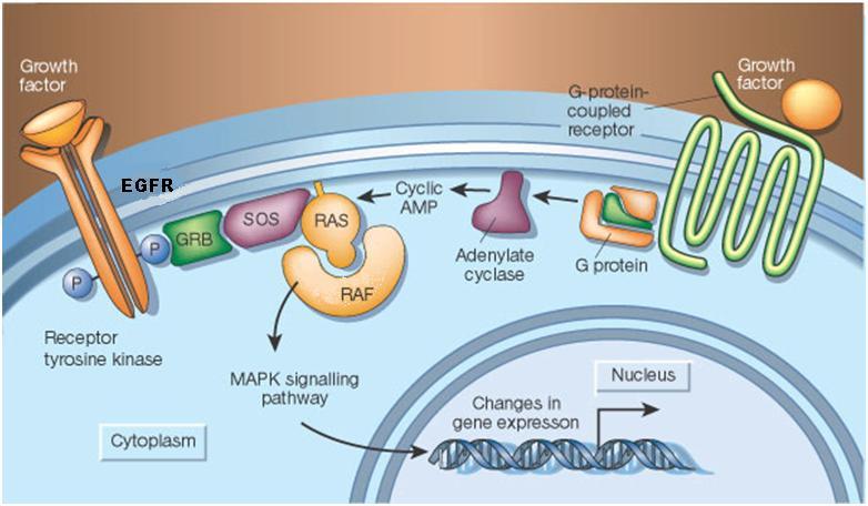 MAPK (mitogen-activated protein kinase) Sinyal Yolağı http://edrv.