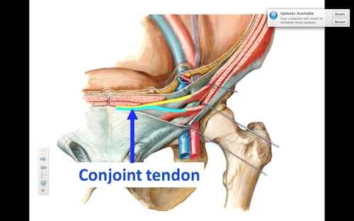 Tendo conjunctivus (Falx inguinalis) M.
