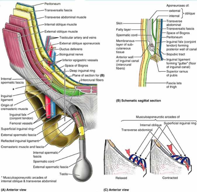 Tendo conjunctivus, canalis inguinalis in
