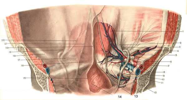 Fascia transversalis in oluşturduğu yapılar Anulus inguinalis profundus: Inguinal kanalın iç ağzıdır.